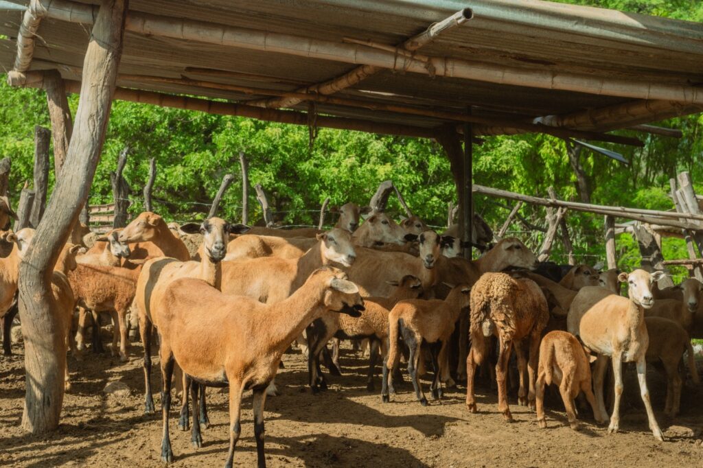 Más de 700 ovinos reciben atención sanitaria en campaña en San Juan de Bigote