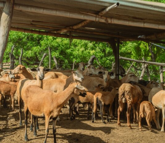 Piura: Más de 700 ovinos reciben atención sanitaria en campaña en San Juan de Bigote Más de 700 ovinos reciben atención sanitaria en campaña en San Juan de Bigote