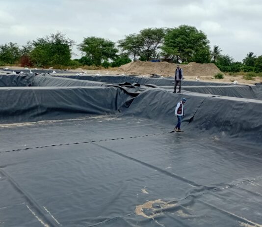Invierten S/ 350,000 para modernizar la crianza de tilapia en Piura Invierten S/ 350,000 para modernizar la crianza de tilapia en Piura