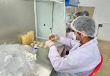 Piura: impulsan la producción de banano orgánico con módulo de microorganismos benéficos en el valle del Chira Piura: impulsan la producción de banano orgánico con módulo de microorganismos benéficos en el valle del Chira