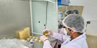 Piura: impulsan la producción de banano orgánico con módulo de microorganismos benéficos en el valle del Chira Piura: impulsan la producción de banano orgánico con módulo de microorganismos benéficos en el valle del Chira