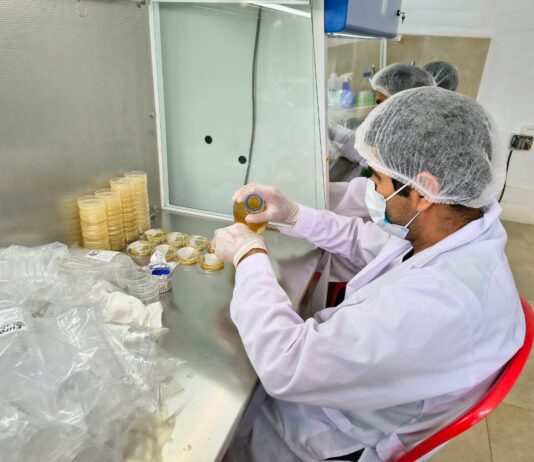 Piura: impulsan la producción de banano orgánico con módulo de microorganismos benéficos en el valle del Chira Piura: impulsan la producción de banano orgánico con módulo de microorganismos benéficos en el valle del Chira
