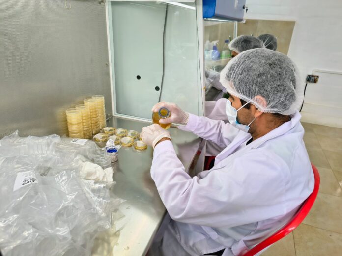 Piura: impulsan la producción de banano orgánico con módulo de microorganismos benéficos en el valle del Chira Piura: impulsan la producción de banano orgánico con módulo de microorganismos benéficos en el valle del Chira