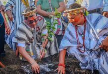 Proyecto agrícola impulsa el cultivo de cítricos y palto en la selva central con inversión de S/ 6.6 millones Proyecto agrícola impulsa el cultivo de cítricos y palto en la selva central con inversión de S/ 6.6 millones