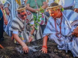 Proyecto agrícola impulsa el cultivo de cítricos y palto en la selva central con inversión de S/ 6.6 millones Proyecto agrícola impulsa el cultivo de cítricos y palto en la selva central con inversión de S/ 6.6 millones