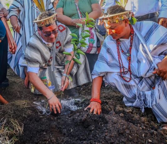 Proyecto agrícola impulsa el cultivo de cítricos y palto en la selva central con inversión de S/ 6.6 millones Proyecto agrícola impulsa el cultivo de cítricos y palto en la selva central con inversión de S/ 6.6 millones
