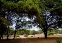 Piura impulsa intervención conjunta para frenar la mortandad del algarrobo en el bosque seco Piura impulsa intervención conjunta para frenar la mortandad del algarrobo en el bosque seco