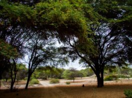 Piura impulsa intervención conjunta para frenar la mortandad del algarrobo en el bosque seco Piura impulsa intervención conjunta para frenar la mortandad del algarrobo en el bosque seco