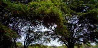 Piura impulsa intervención conjunta para frenar la mortandad del algarrobo en el bosque seco Piura impulsa intervención conjunta para frenar la mortandad del algarrobo en el bosque seco