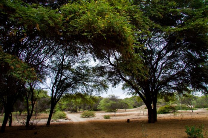 Piura impulsa intervención conjunta para frenar la mortandad del algarrobo en el bosque seco