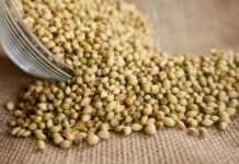 Establecen requisitos fitosanitarios para importar semillas de culantro desde Chile Establecen requisitos fitosanitarios para importar semillas de culantro desde Chile