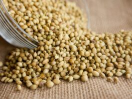 Establecen requisitos fitosanitarios para importar semillas de culantro desde Chile Establecen requisitos fitosanitarios para importar semillas de culantro desde Chile