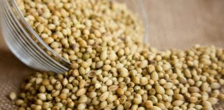 Establecen requisitos fitosanitarios para importar semillas de culantro desde Chile Establecen requisitos fitosanitarios para importar semillas de culantro desde Chile