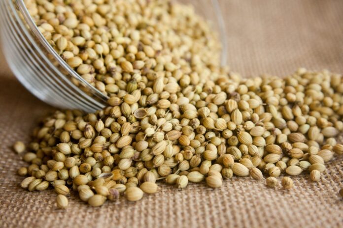 Establecen requisitos fitosanitarios para importar semillas de culantro desde Chile