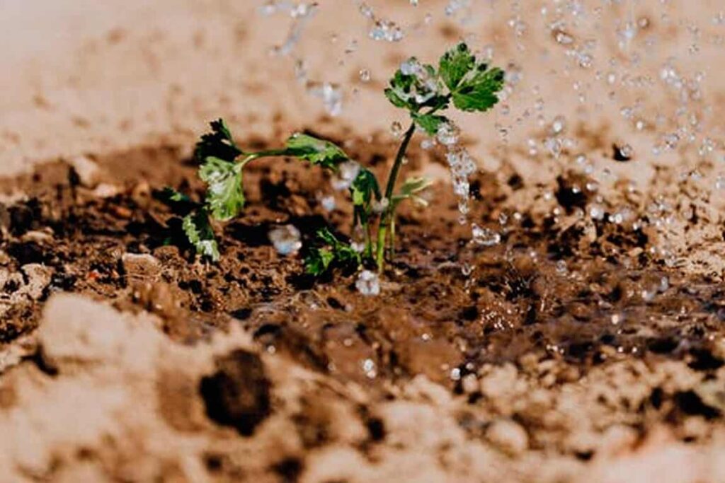 Senamhi analiza humedad del suelo desde satélites para mejorar gestión agrícola y prevención de desastres Senamhi analiza humedad del suelo desde satélites para mejorar gestión agrícola y prevención de desastres