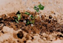 Senamhi analiza humedad del suelo desde satélites para mejorar gestión agrícola y prevención de desastres Senamhi analiza humedad del suelo desde satélites para mejorar gestión agrícola y prevención de desastres