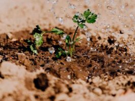 Senamhi analiza humedad del suelo desde satélites para mejorar gestión agrícola y prevención de desastres Senamhi analiza humedad del suelo desde satélites para mejorar gestión agrícola y prevención de desastres