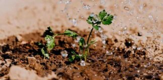 Senamhi analiza humedad del suelo desde satélites para mejorar gestión agrícola y prevención de desastres Senamhi analiza humedad del suelo desde satélites para mejorar gestión agrícola y prevención de desastres