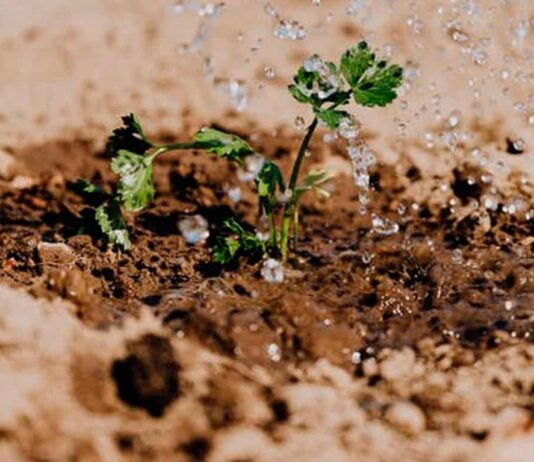Senamhi analiza humedad del suelo desde satélites para mejorar gestión agrícola y prevención de desastres Senamhi analiza humedad del suelo desde satélites para mejorar gestión agrícola y prevención de desastres
