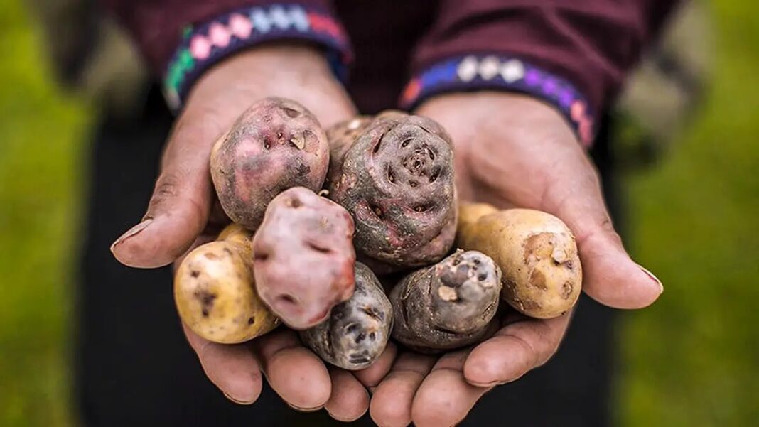 Día Internacional de la Papa: el alimento peruano que conquistó el mundo