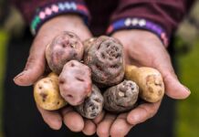 Día Internacional de la Papa: el alimento peruano que conquistó el mundo Día Internacional de la Papa: el alimento peruano que conquistó el mundo