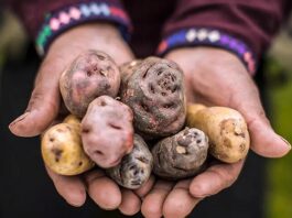 Día Internacional de la Papa: el alimento peruano que conquistó el mundo Día Internacional de la Papa: el alimento peruano que conquistó el mundo