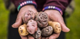 Día Internacional de la Papa: el alimento peruano que conquistó el mundo Día Internacional de la Papa: el alimento peruano que conquistó el mundo