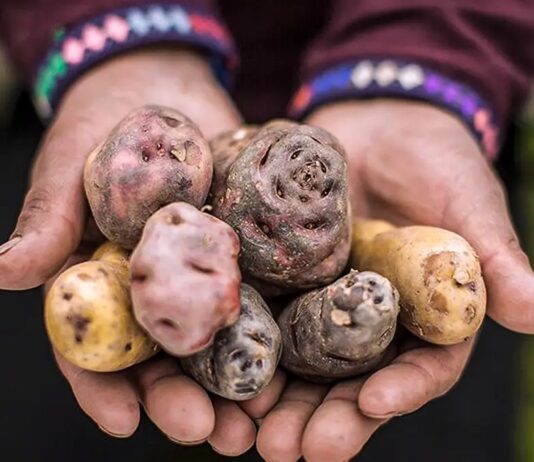Día Internacional de la Papa: el alimento peruano que conquistó el mundo Día Internacional de la Papa: el alimento peruano que conquistó el mundo