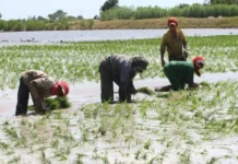 Gobierno anuncia medidas multisectoriales para atender a productores de arroz Gobierno anuncia medidas multisectoriales para atender a productores de arroz