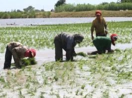 Gobierno anuncia medidas multisectoriales para atender a productores de arroz Gobierno anuncia medidas multisectoriales para atender a productores de arroz