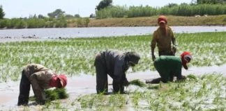 Gobierno anuncia medidas multisectoriales para atender a productores de arroz Gobierno anuncia medidas multisectoriales para atender a productores de arroz