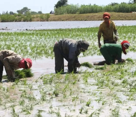 Gobierno anuncia medidas multisectoriales para atender a productores de arroz Gobierno anuncia medidas multisectoriales para atender a productores de arroz
