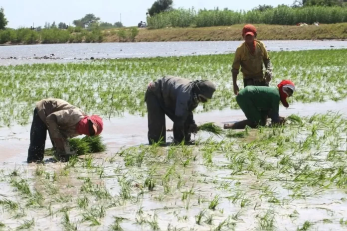 Gobierno anuncia medidas multisectoriales para atender a productores de arroz