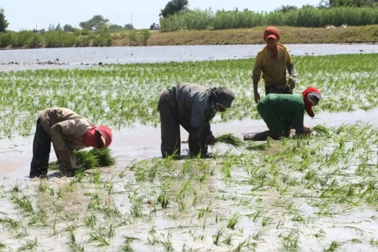 Gobierno anuncia medidas multisectoriales para atender a productores de arroz