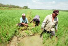 Ejecutivo destinará S/ 150 millones para apoyar a productores arroceros del país Ejecutivo destinará S/ 150 millones para apoyar a productores arroceros del país