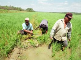 Ejecutivo destinará S/ 150 millones para apoyar a productores arroceros del país Ejecutivo destinará S/ 150 millones para apoyar a productores arroceros del país