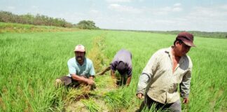 Ejecutivo destinará S/ 150 millones para apoyar a productores arroceros del país Ejecutivo destinará S/ 150 millones para apoyar a productores arroceros del país