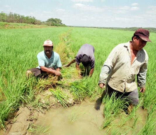 Ejecutivo destinará S/ 150 millones para apoyar a productores arroceros del país Ejecutivo destinará S/ 150 millones para apoyar a productores arroceros del país
