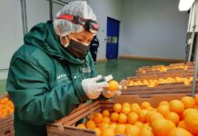 Perú impulsa sanidad agrícola y alcanza exportaciones a 115 mercados Perú impulsa sanidad agrícola y alcanza exportaciones a 115 mercados