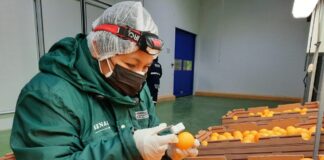 Perú impulsa sanidad agrícola y alcanza exportaciones a 115 mercados Perú impulsa sanidad agrícola y alcanza exportaciones a 115 mercados