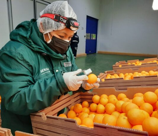 Perú impulsa sanidad agrícola y alcanza exportaciones a 115 mercados Perú impulsa sanidad agrícola y alcanza exportaciones a 115 mercados