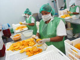 Agroexportaciones peruanas crecen 6.4% en el primer trimestre de 2026 Agroexportaciones peruanas crecen 6.4% en el primer trimestre de 2026