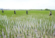 Midagri evalúa franja de precios del arroz ante reclamos de productores Midagri evalúa franja de precios del arroz ante reclamos de productores