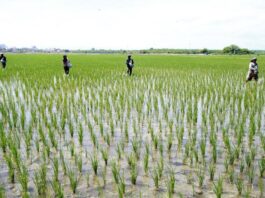 Midagri evalúa franja de precios del arroz ante reclamos de productores Midagri evalúa franja de precios del arroz ante reclamos de productores