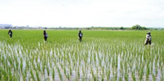 Midagri evalúa franja de precios del arroz ante reclamos de productores Midagri evalúa franja de precios del arroz ante reclamos de productores