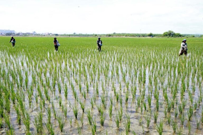 Midagri evalúa franja de precios del arroz ante reclamos de productores