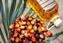 Exportaciones de palma aceitera caen 16% en el primer cuatrimestre de 2026 Exportaciones de palma aceitera caen 16% en el primer cuatrimestre de 2026