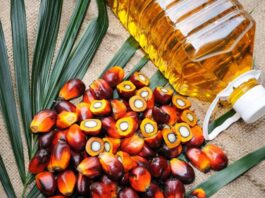 Exportaciones de palma aceitera caen 16% en el primer cuatrimestre de 2026 Exportaciones de palma aceitera caen 16% en el primer cuatrimestre de 2026