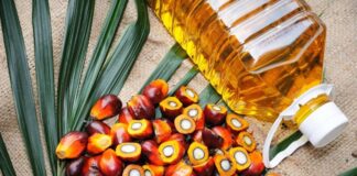 Exportaciones de palma aceitera caen 16% en el primer cuatrimestre de 2026 Exportaciones de palma aceitera caen 16% en el primer cuatrimestre de 2026