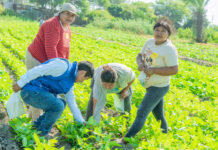 Sechura: impulsan capacitación agrícola en cultivo de frijol caupí con Escuelas de Campo Sechura: impulsan capacitación agrícola en cultivo de frijol caupí con Escuelas de Campo